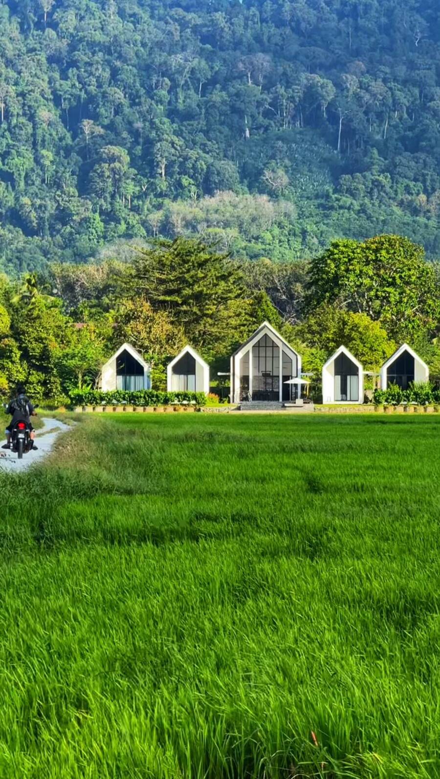 The five white gabled buildings of Ezu Isle seen across a bright green padi field, rainforest hill rising behind